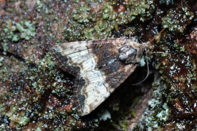Mesoligia furuncula (šedavka dvoubarvá)
