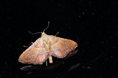 Endotricha flammealis (zavíječ červenavý)
