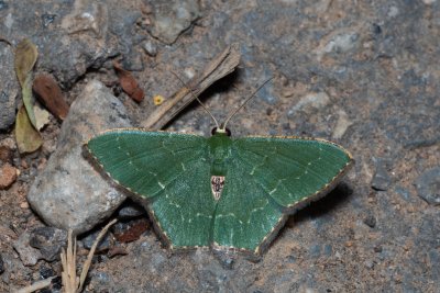 Hemithea sp.