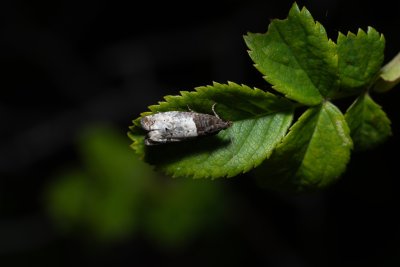 Notocelia roborana (obaleč stromový)