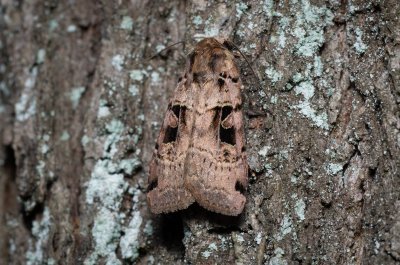 Xestia triangulum (osenice trojúhlá)