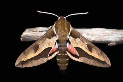 Hyles euphorbiae (lišaj pryšcový)