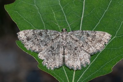 Charissa obscurata (šerokřídlec tmavý)