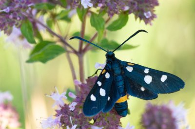 vřetenuška čičorková