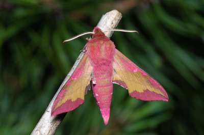 Deilephila porcellus (lišaj kyprejový)