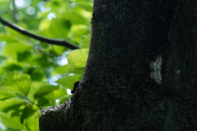 Hypomecis punctinalis (různorožec ovocný), Přírodní park Rakovecké údolí