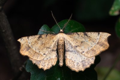 Artiora evonymaria (zejkovec brslenový)
