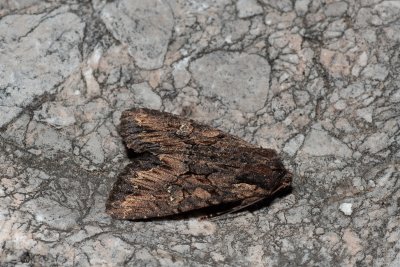 Mniotype solieri (-)