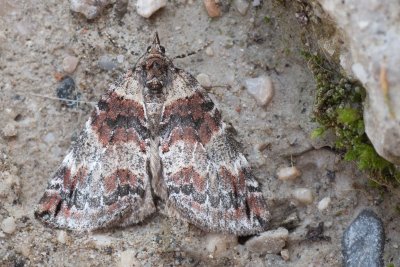 Hydriomena ruberata (píďalka rudokřídlá)