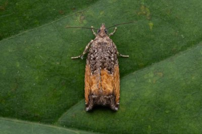 Epinotia nisella (-)