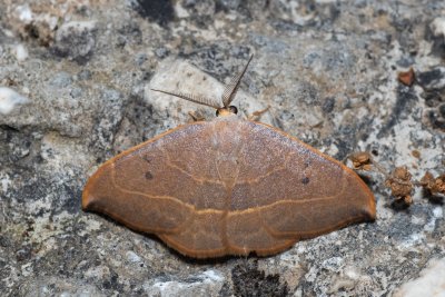 Watsonalla uncinula (-)