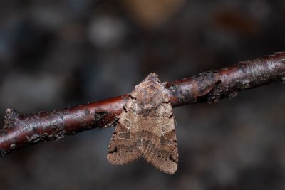 Agrochola litura (polnice vrbková)