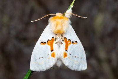 Leucodonta bicoloria (hřbetozubec dvoubarvý)