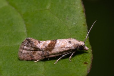Cochylidia heydeniana (-)