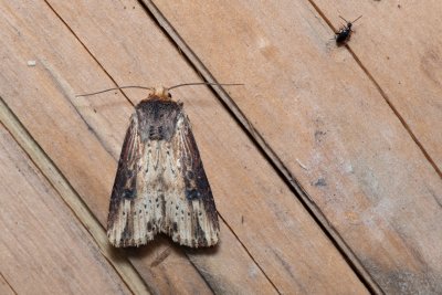 Axylia putris (osenice žlutavá)