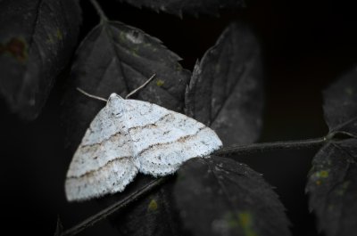 Mesotype parallelolineata (píďalka pampelišková)