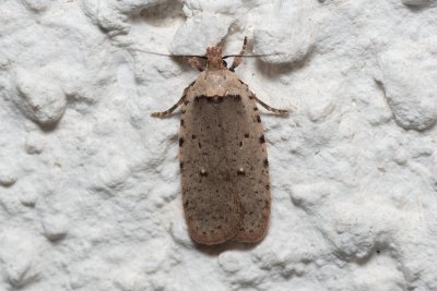 Agonopterix sp.
