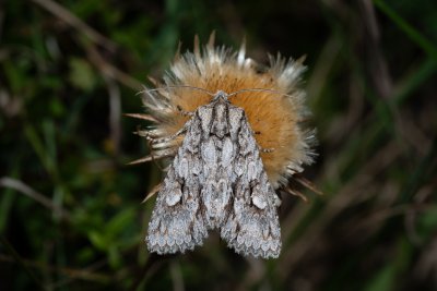 Meganephria bimaculosa (pestroskvrnka dvouskvrnná)