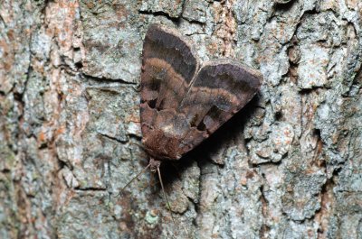 Xestia rhomboidea (osenice hluchavková)