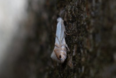 Phyllonorycter heegeriella (-)