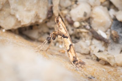 Caloptilia honoratella (-)