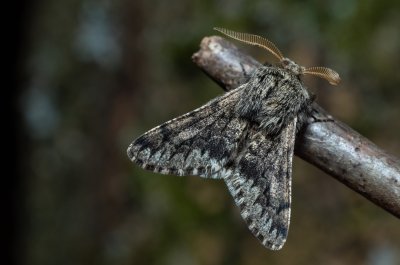 Apocheima hispidaria (drsnokřídlec dubový)
