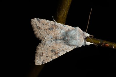 Orthosia incerta (jarnice březnová)