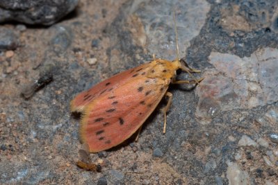 Miltochrista parallelina (-)