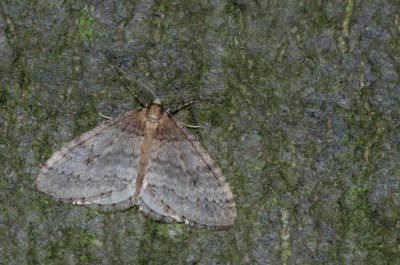 Operophtera brumata (píďalka podzimní)