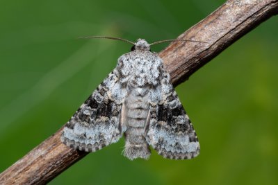 Hecatera bicolorata (můra jestřábníková)