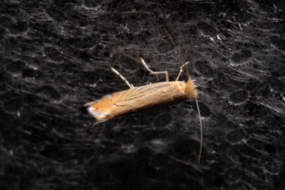 Phyllonorycter parisiella (-)