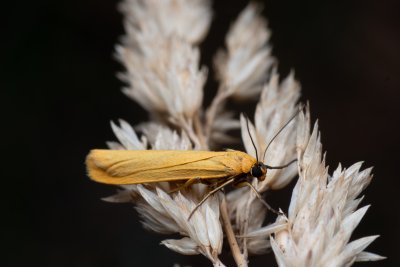 Eilema lutarella (lišejníkovec hlínožlutý)