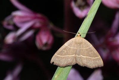 Trisateles emortualis (žlutavka běločárná)