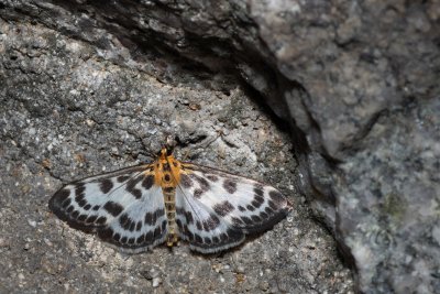 Anania hortulata (zavíječ zahradní)