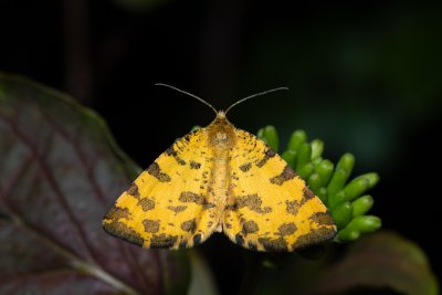 Pseudopanthera macularia (zejkovec hluchavkový)
