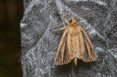 Globia sparganii (rákosnice zevarová)
