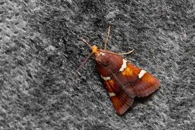 Pyralis regalis (zavíječ nádherný)