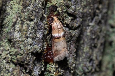 Acrobasis tumidana (-)