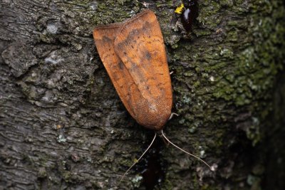Noctua interjecta (osenice západní)