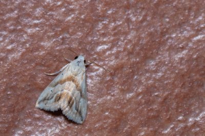 Eublemma sp.
