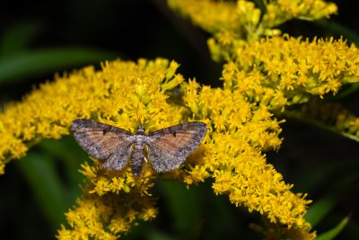 Eupithecia icterata (píďalička vratičová)