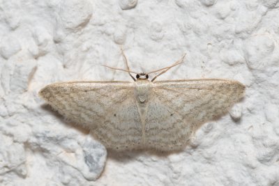 Idaea subsericeata (žlutokřídlec bledý)