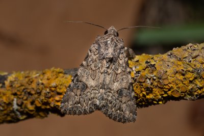 Anarta trifolii (můra jetelová)