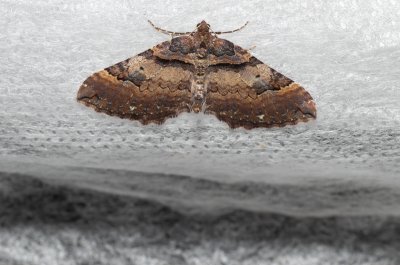 Earophila badiata (píďalka šípková)