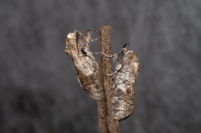 Cossus cossus (drvopleň obecný), Žebětín