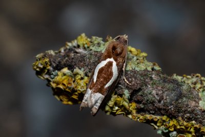 Epiblema foenella (obaleč skobovitý)
