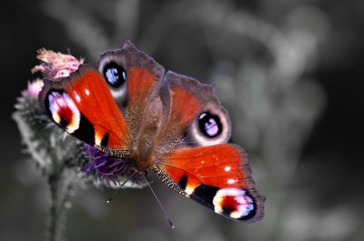 Aglais io (babočka paví oko)