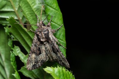 Apamea remissa (šedavka mnohotvárná)