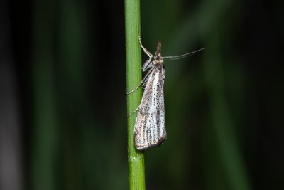 Thisanotia chrysonuchella (travařík kostřavový)