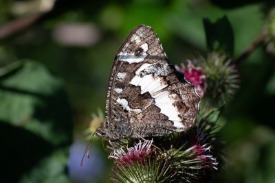 Brintesia circe (okáč voňavkový)